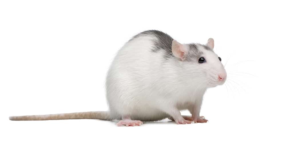 Rat in front of a white background