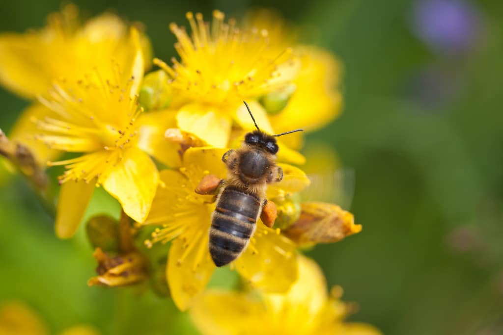European Honey Bee (Apis mellifera) Norsk: europeisk honningbie