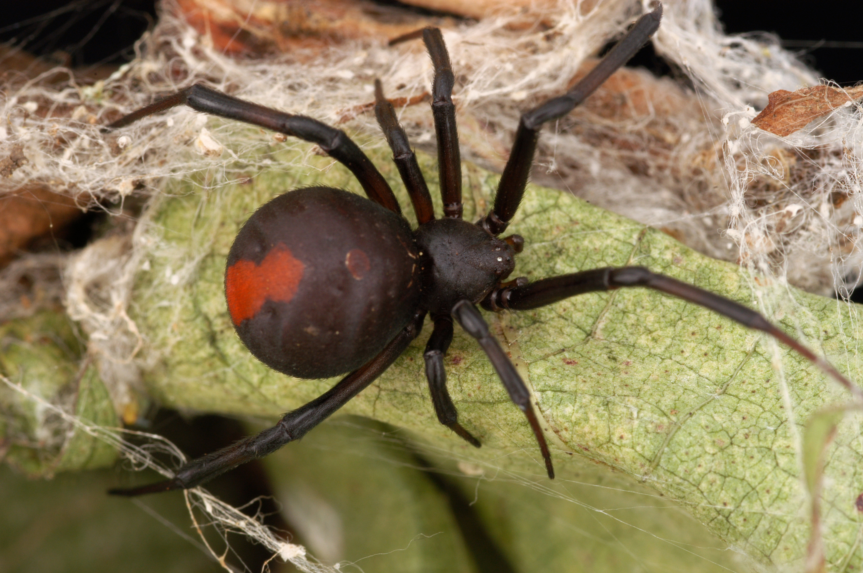 CSIRO_ScienceImage_3797_A_Redback_Spider