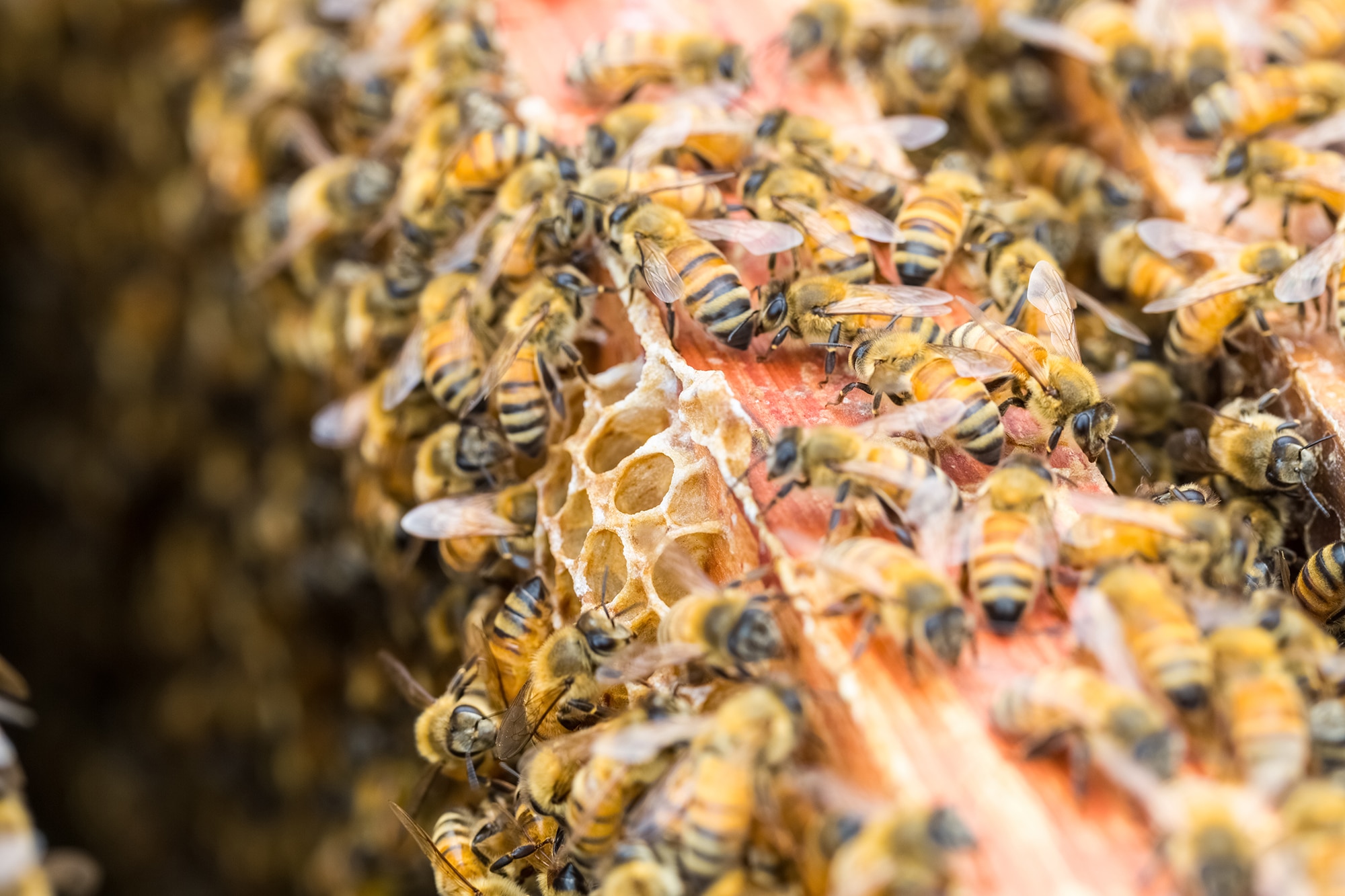 closeup of the busy worker bees on beehive